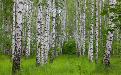 Sève de Bouleau : bienfaits, cure détox et histoire d’un élixir naturel