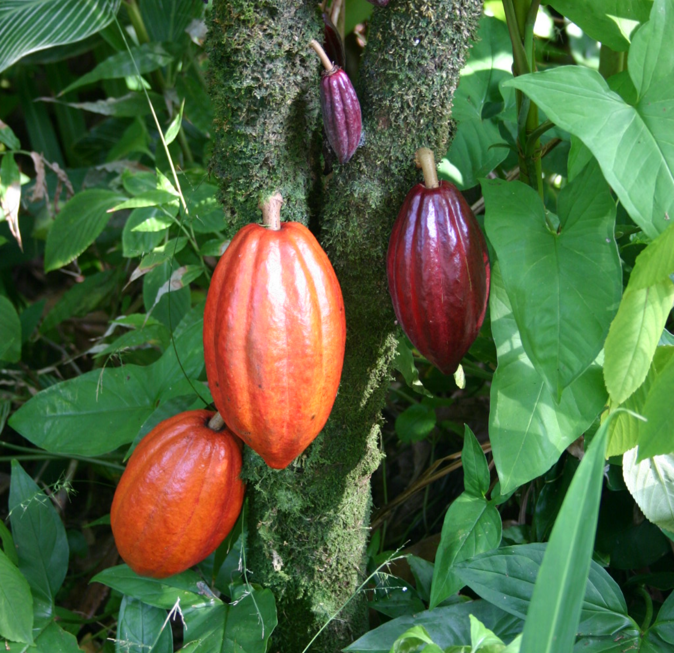 Fève de cacao Fève de cacao