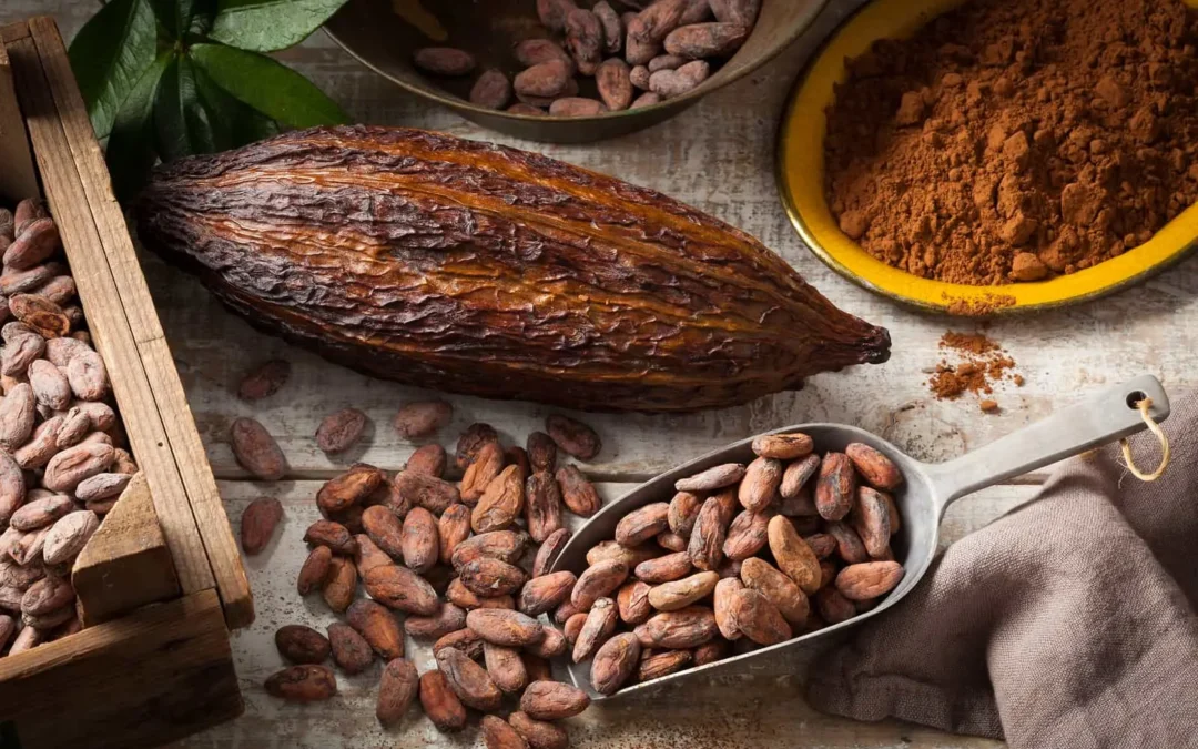 La fève de cacao : Tout savoir !